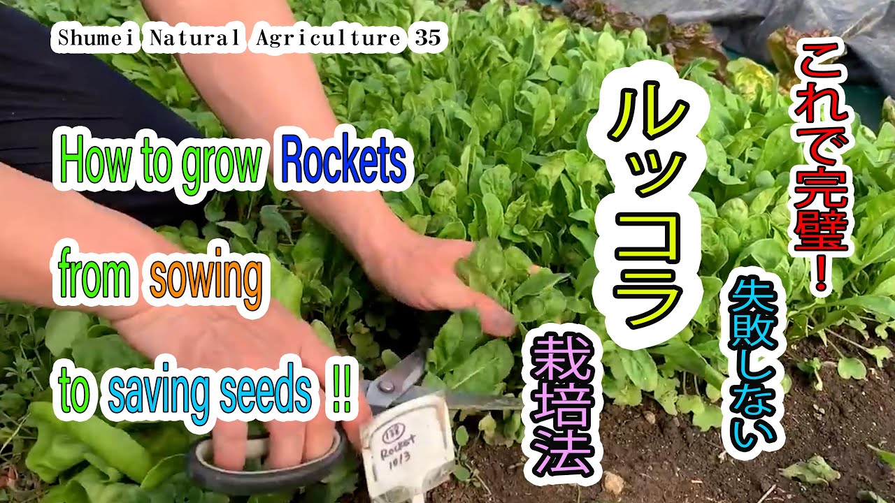 SNA35 【自然農法】ルッコラの種まき→収穫→種取り、栽培の工程をお見せします。No input farming !! How to grow Rockets !!