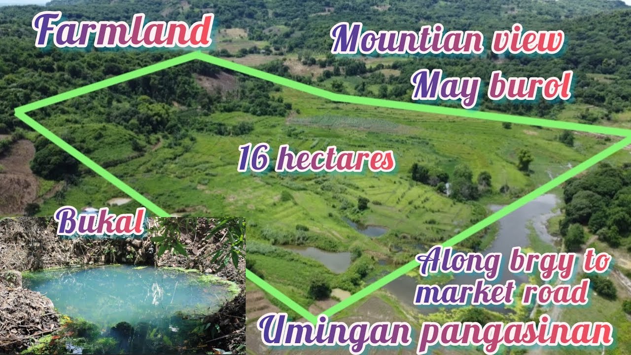 lot#254 farmland 16 hectares 2 title may burol w/ bukal over looking mountain view umingan pangasinn