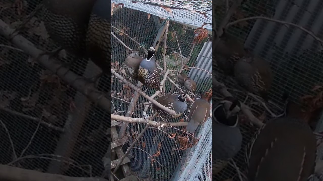 Californian Quail multiple calls, male and female #californiaquail #quailsound #quailcall #birds