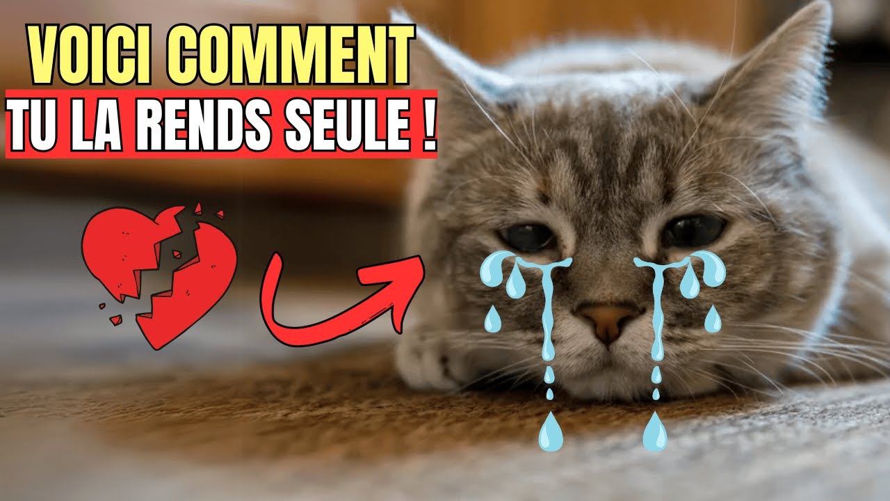 10 erreurs qui rendent les chats d&rsquo;int&eacute;rieur tristes et solitaires 😭