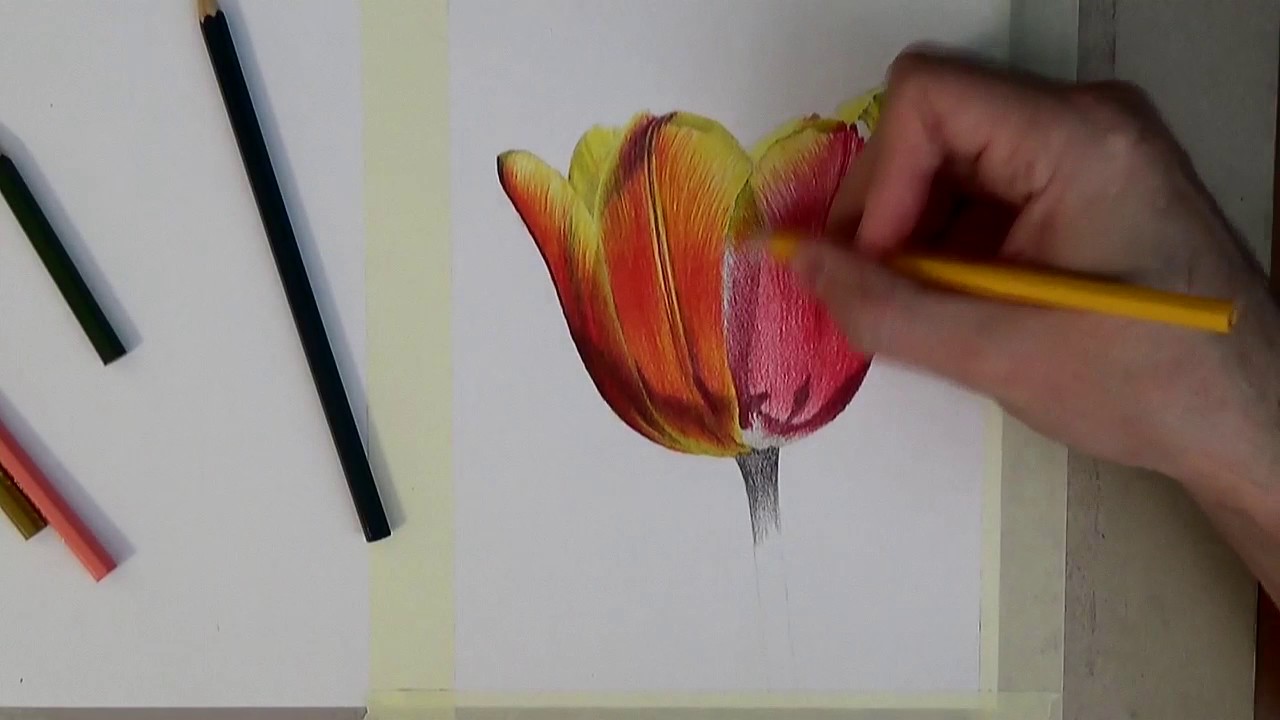 Рисунок тюльпана цветными карандашами