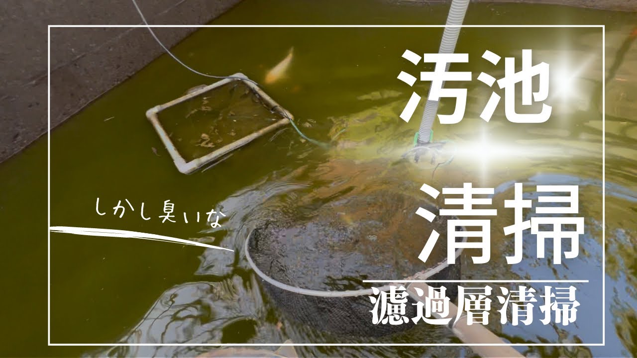 錦鯉捕獲&汚い池を掃除