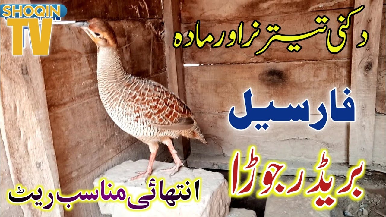 Dakhni Teetar For sale Baridar Jora in muzaffargarh pakistan 2022