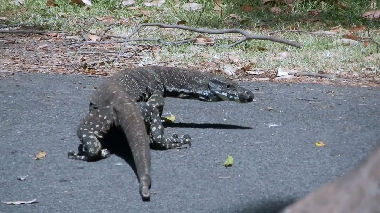 This is Mostly Reptiles