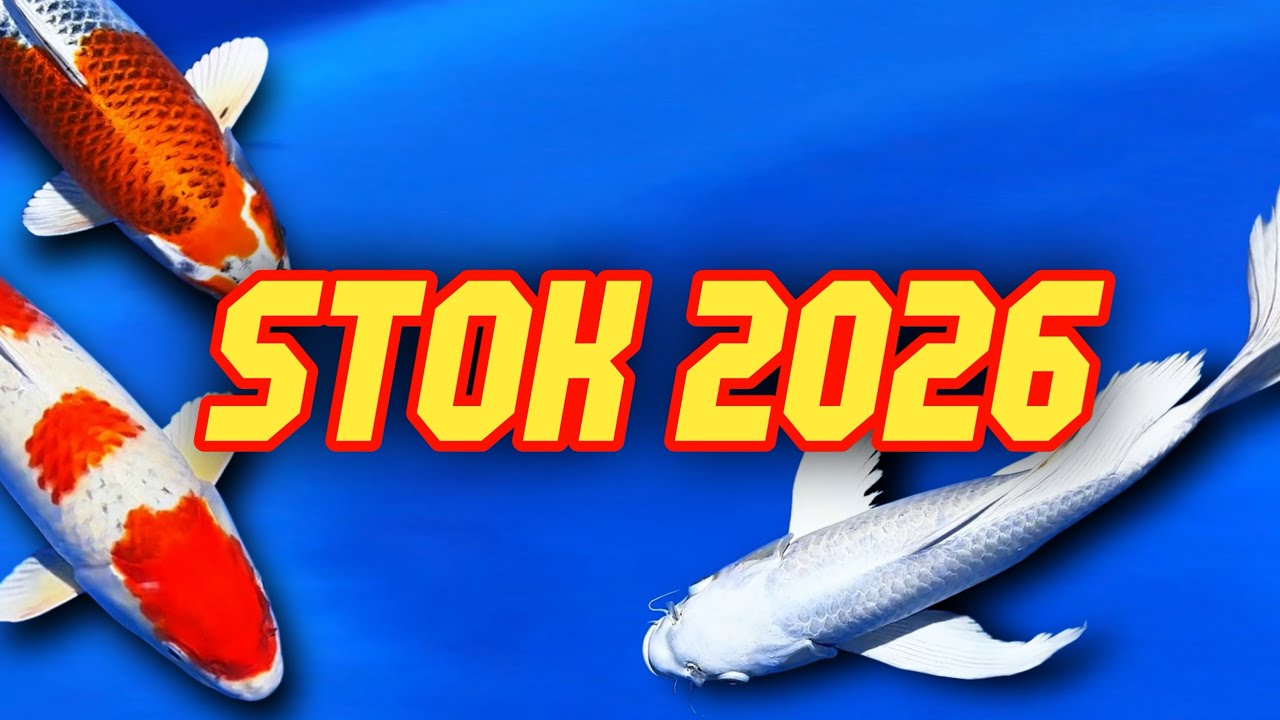 🔴STOK KOI AWAL TAHUN 2026🔥 | EDISI MIX
