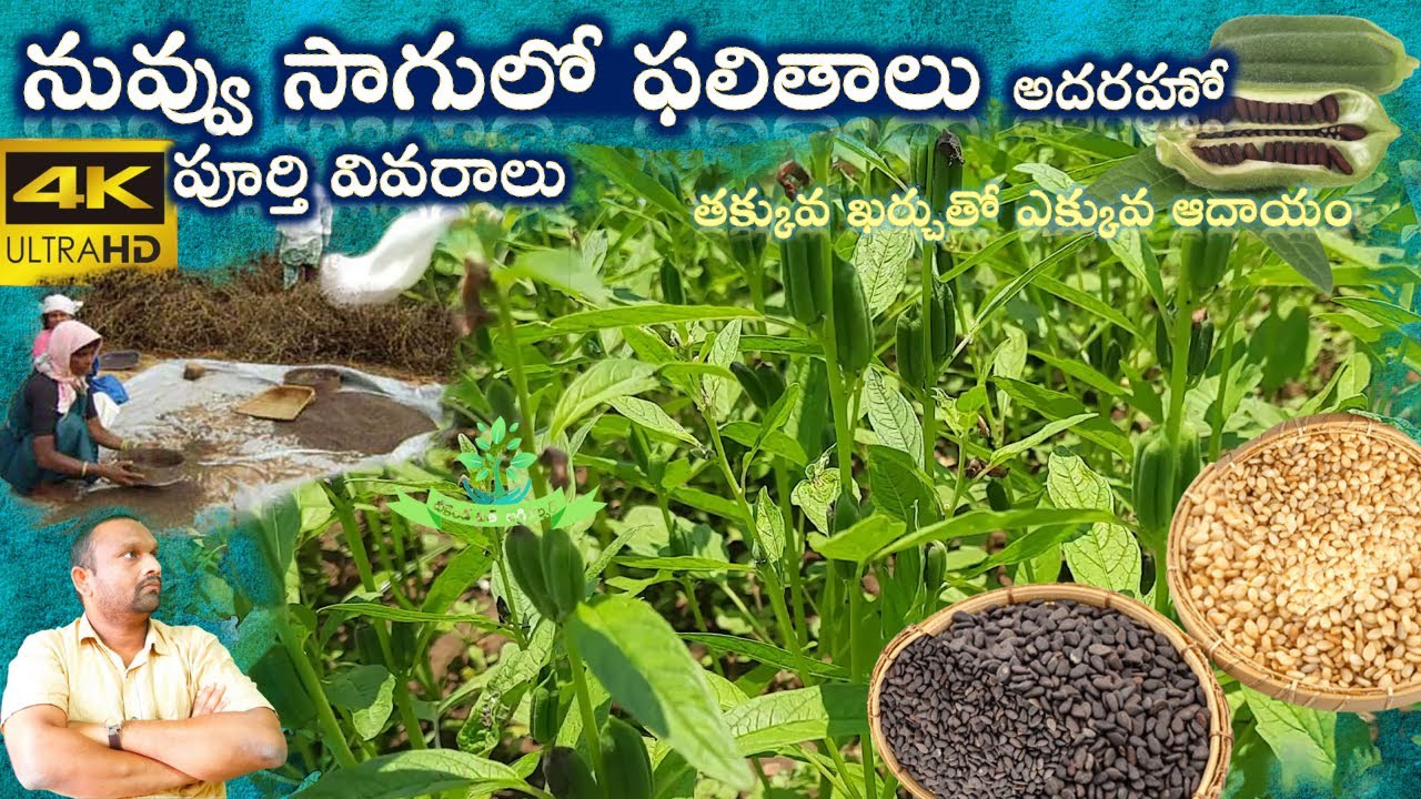 #Sesame Nuvvulu Cultivation in Telugu Full Details 4K I నువ్వు సాగు పూర్తి వివరాలు తెలుగులో #Sesamum