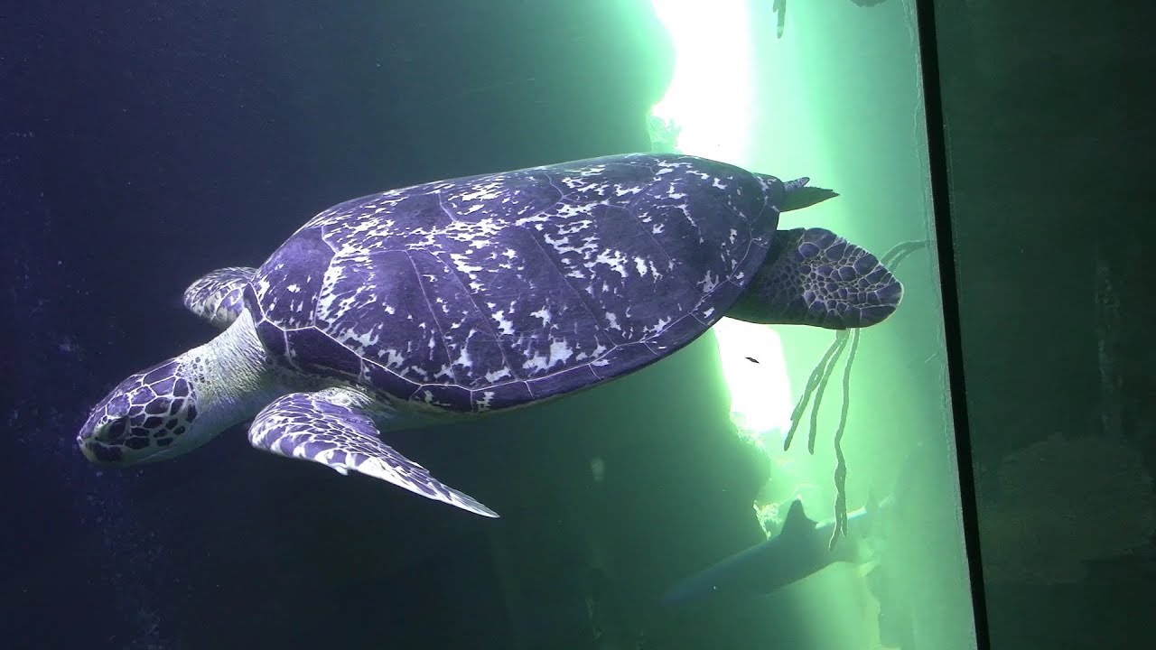 Haus des Meeres Vienna Zoo V&iacute;deň shark fish turtle 4K UHD video