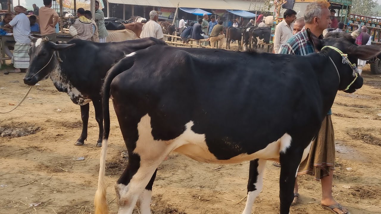 @আজ ৭ মার্চ ২৬ | মোটাতাজার উপযোগী শুকনো গাভী এবং বকনা গরুর দাম | আফতাবগঞ্জ হাট | দিনাজপুর 