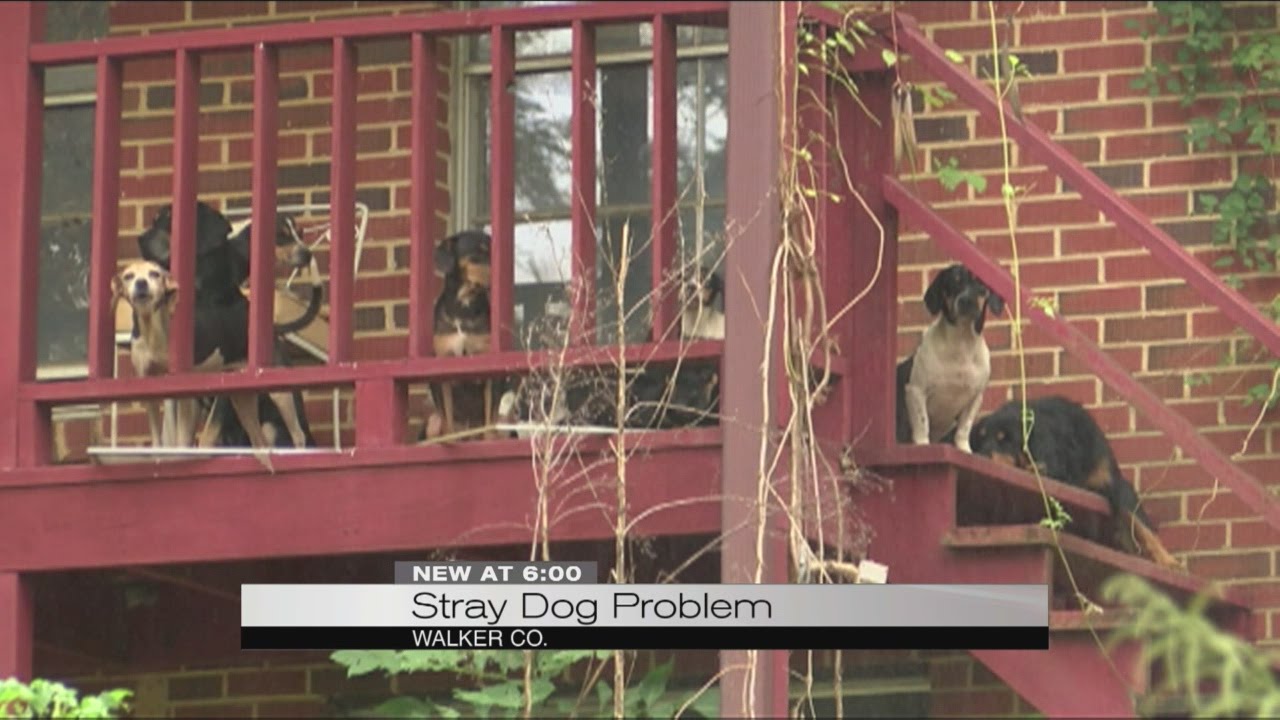Stray Dog Problem