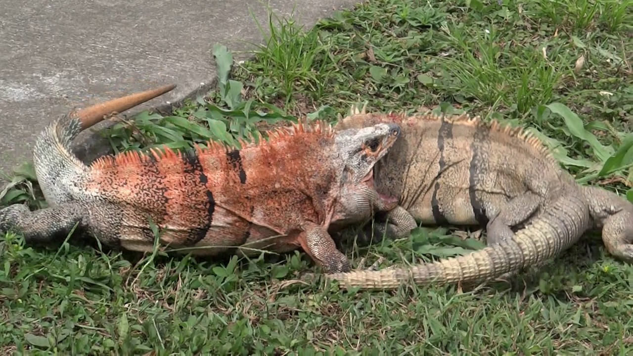 Two male Ctenosaura similis fighting (Spiny-tailed Iguana - Garrobo o Iguana cafe)