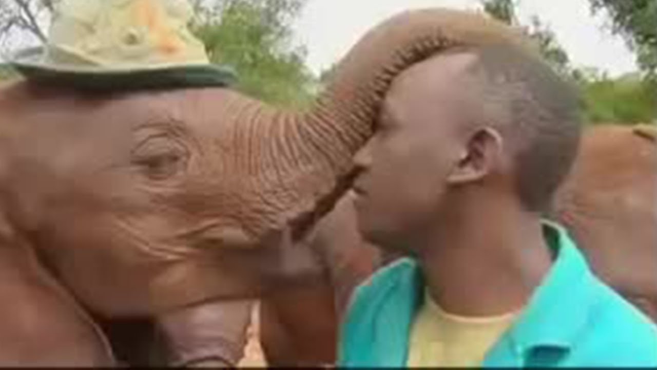 Saying Goodbye to Emily the Elephant Back in the Wild | BBC Studios