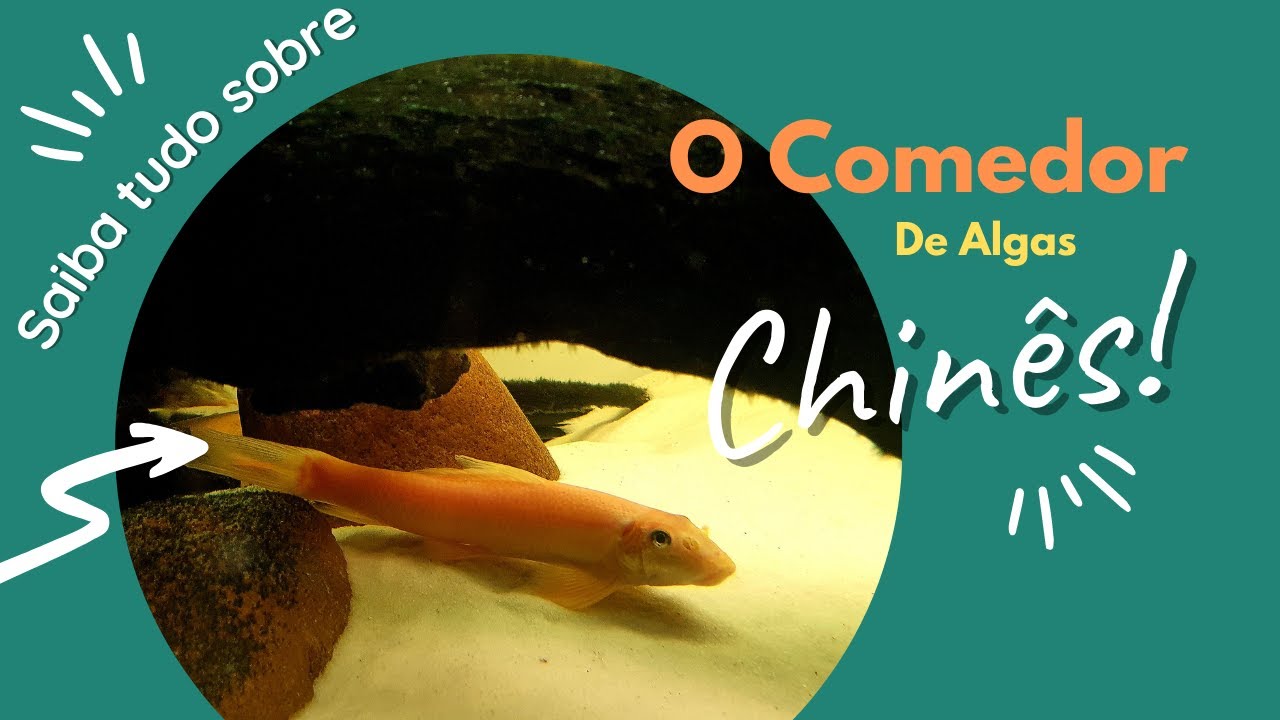 CAC - Comedor de Algas Chinês [Gyrinocheilus aymonieri]
