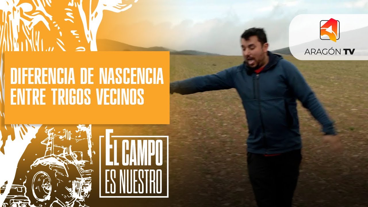 Diferencia de nascencia entre trigos vecinos