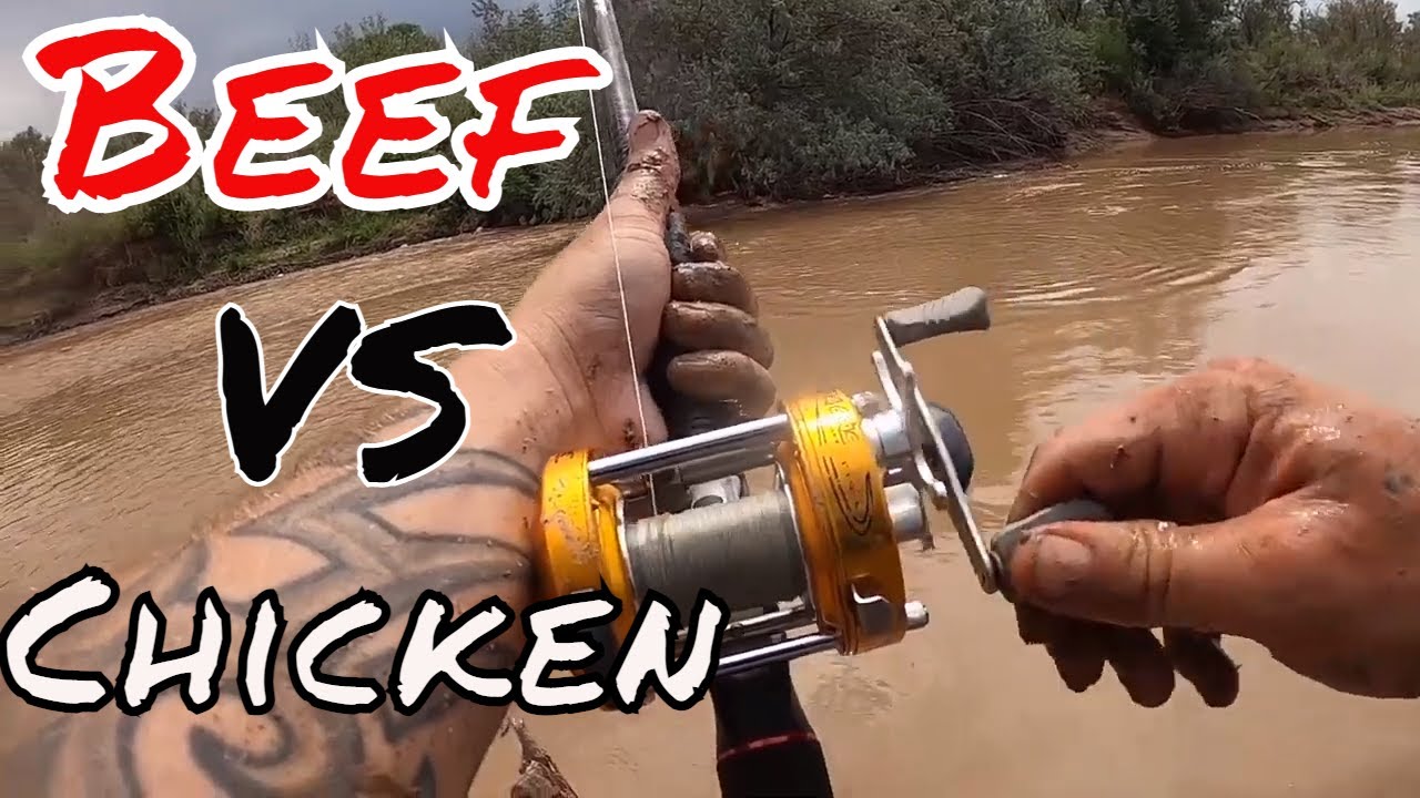Beef VS Chicken (Rio Grande River Channel Catfishing)