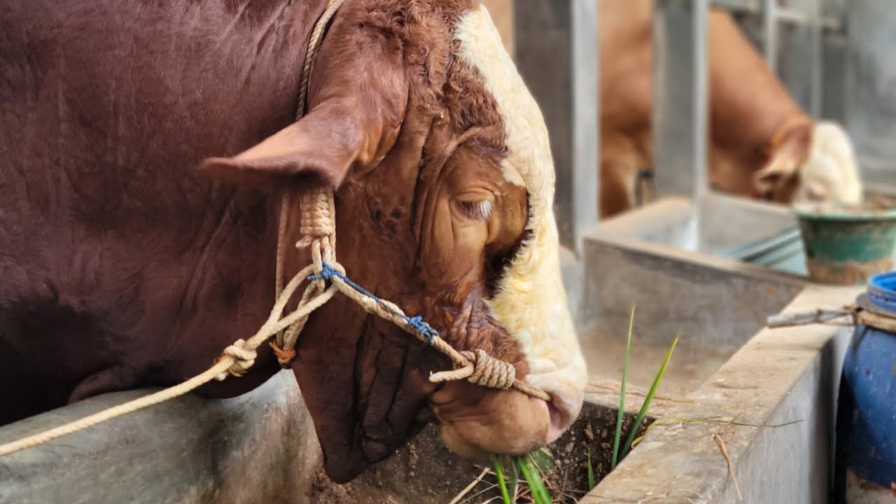 Sekilas Tentang Perkembangan JAGAD...