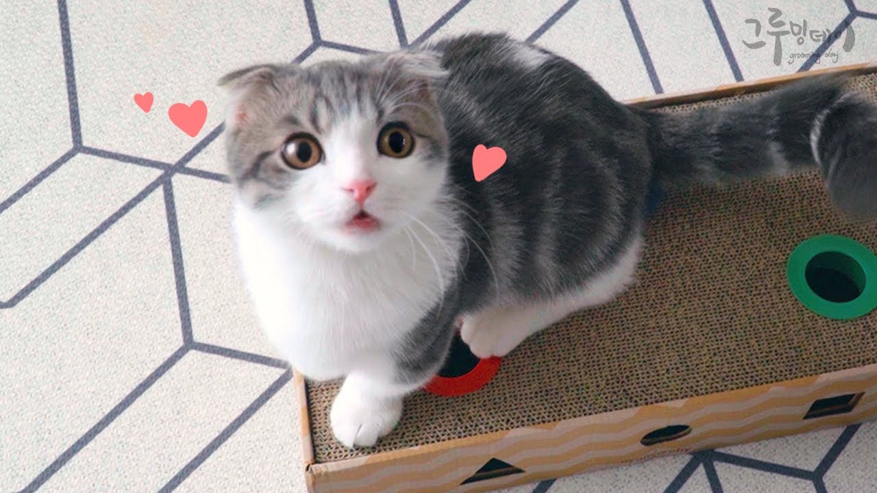 공놀이에 고양이들이 난리가 났어요 cat play ball