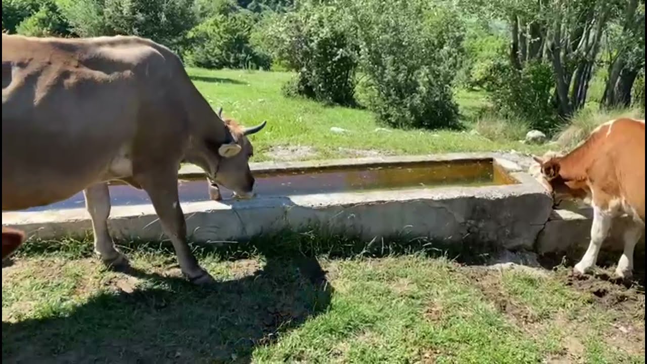 TOKAT ARTOVA AYAZMA KÖYÜ.RIZA ÖZTÜRK