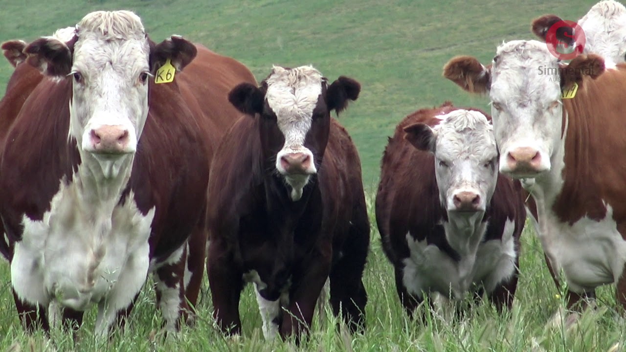 Simmental at Alva Downs