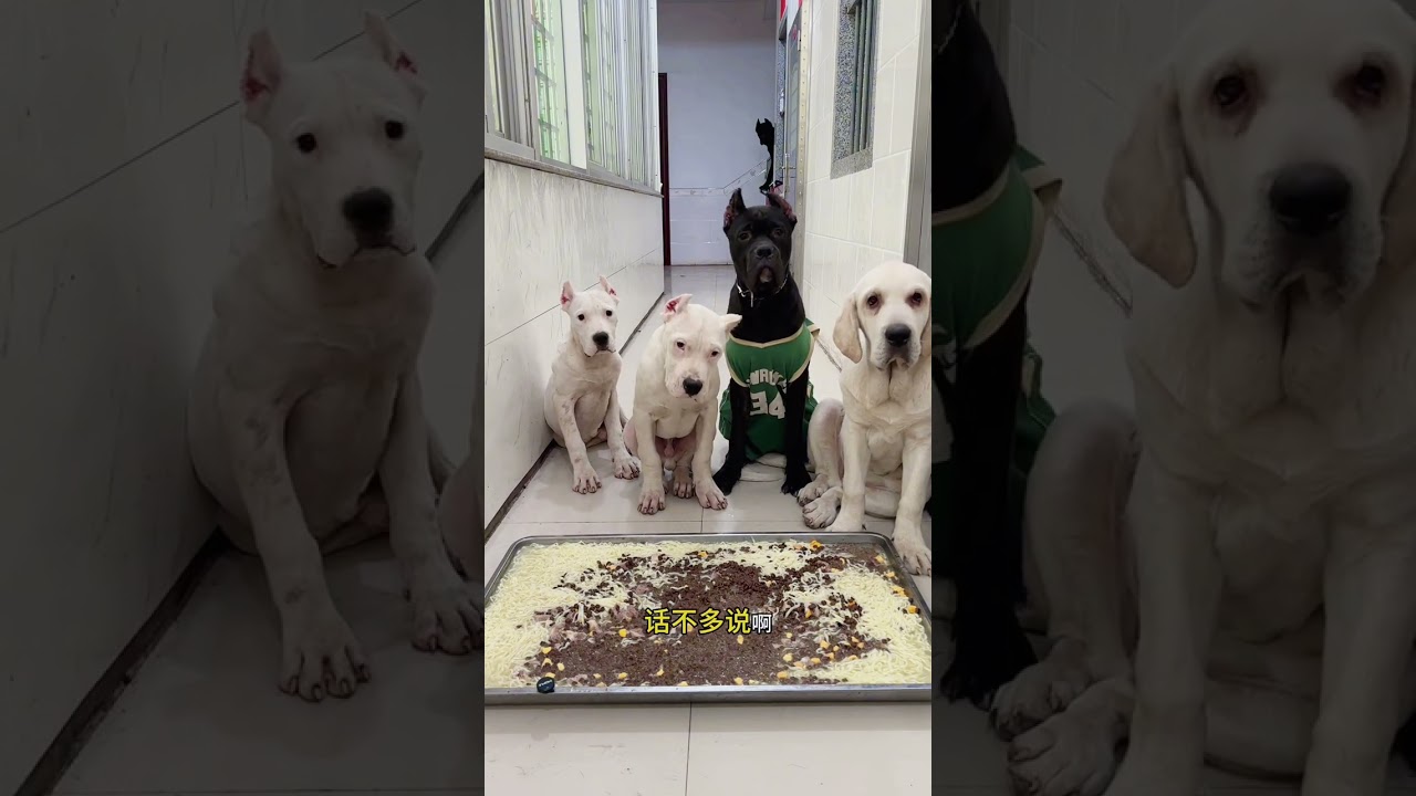 Zeus' Heartwarming Adoption Story: The Unforgettable Journey of a Pup's New Home
