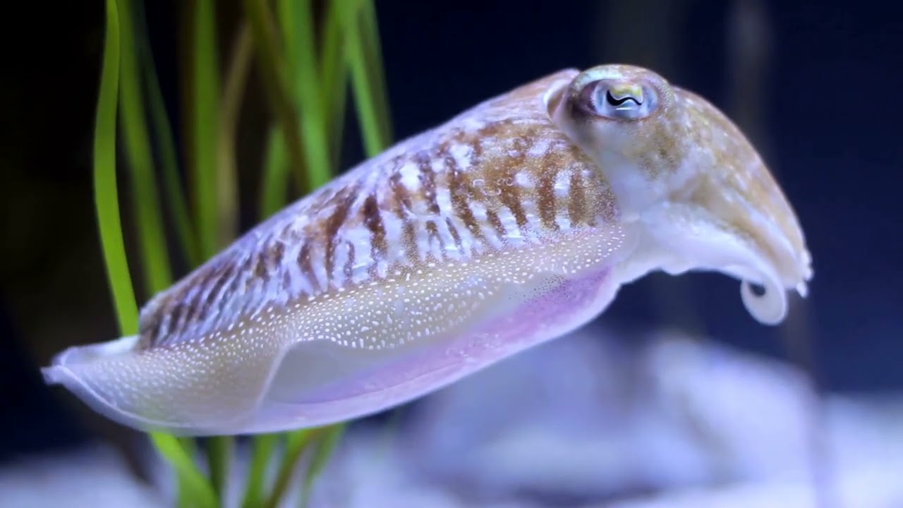 The Cuttlefish: Masters of the Ocean&rsquo;s Artistry and Intelligence