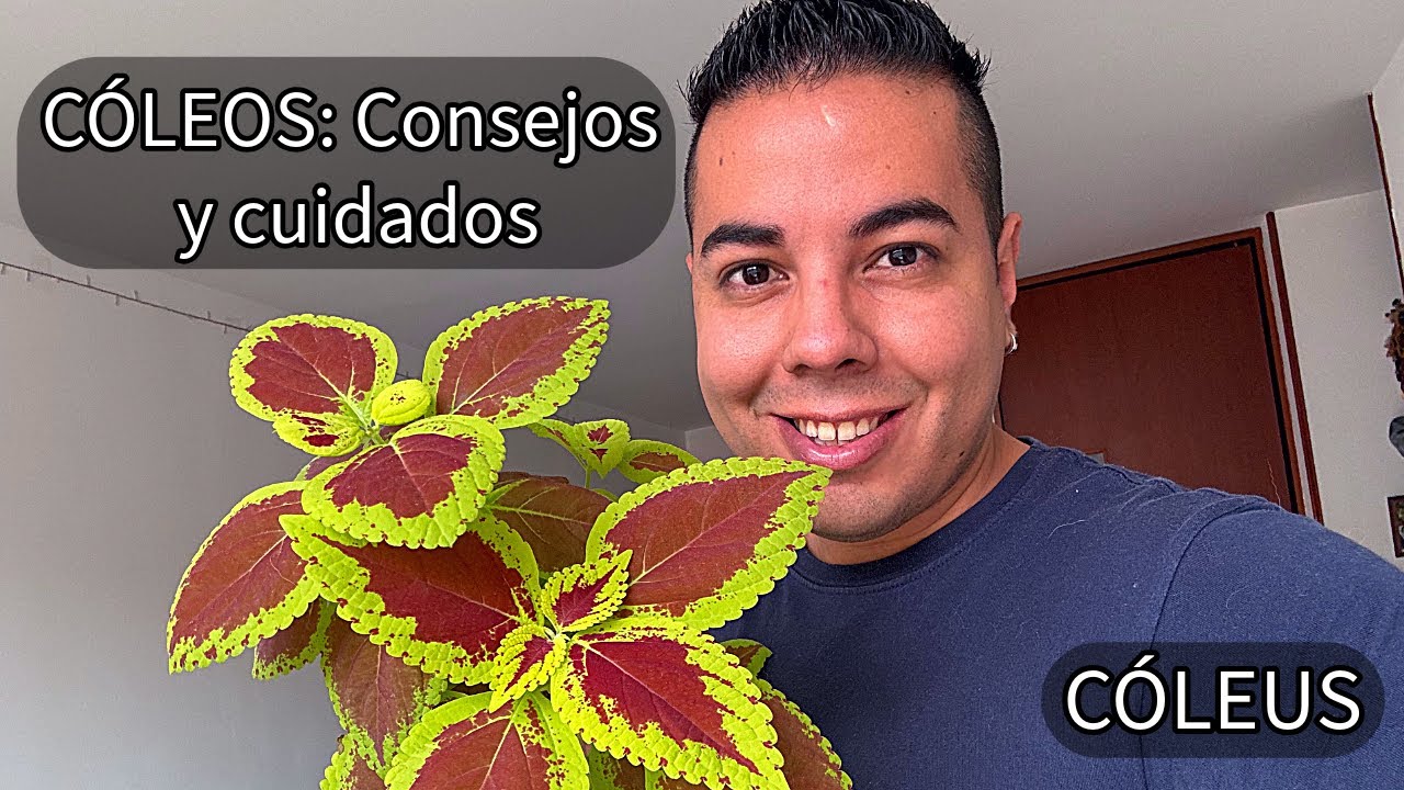 PLANTA COLEOS - Consejos y Cuidados de CÓMO TENER una PLANTA COLEOS - COLEUS PLANTAS