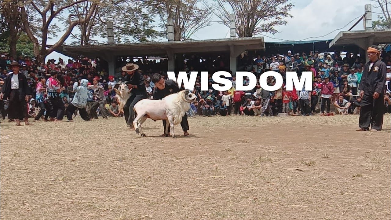 DOMBA GARUT SUPER KETURUNAN SI PARIS,ANDALAN PDP WISDOM