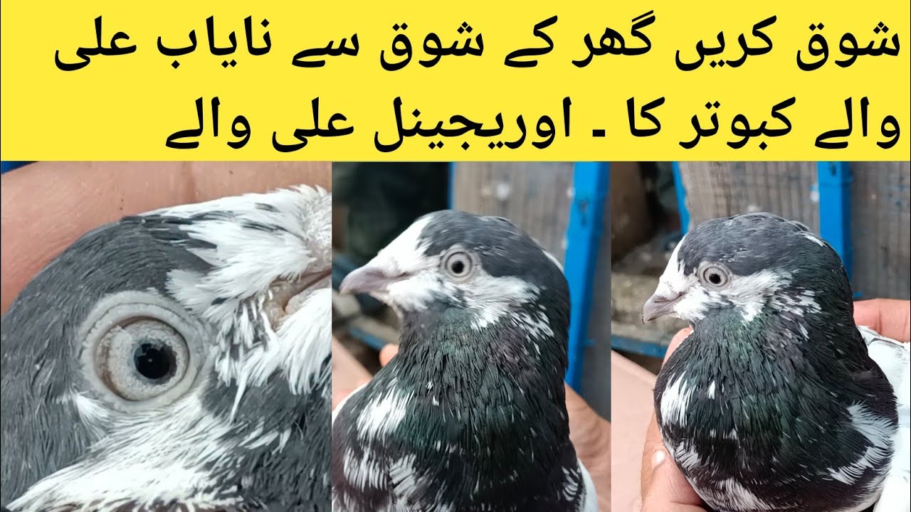 original sialkoti ali walay kabootar, sialkoti kabootar,
