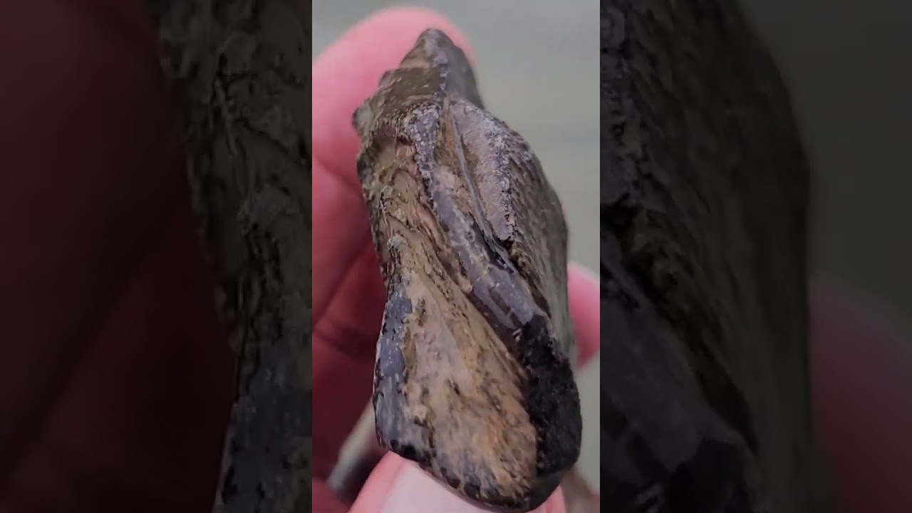 NSR Fossil Turtle Bone