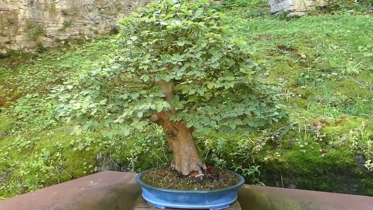 Jardín botánico Santa Catalina (2025)