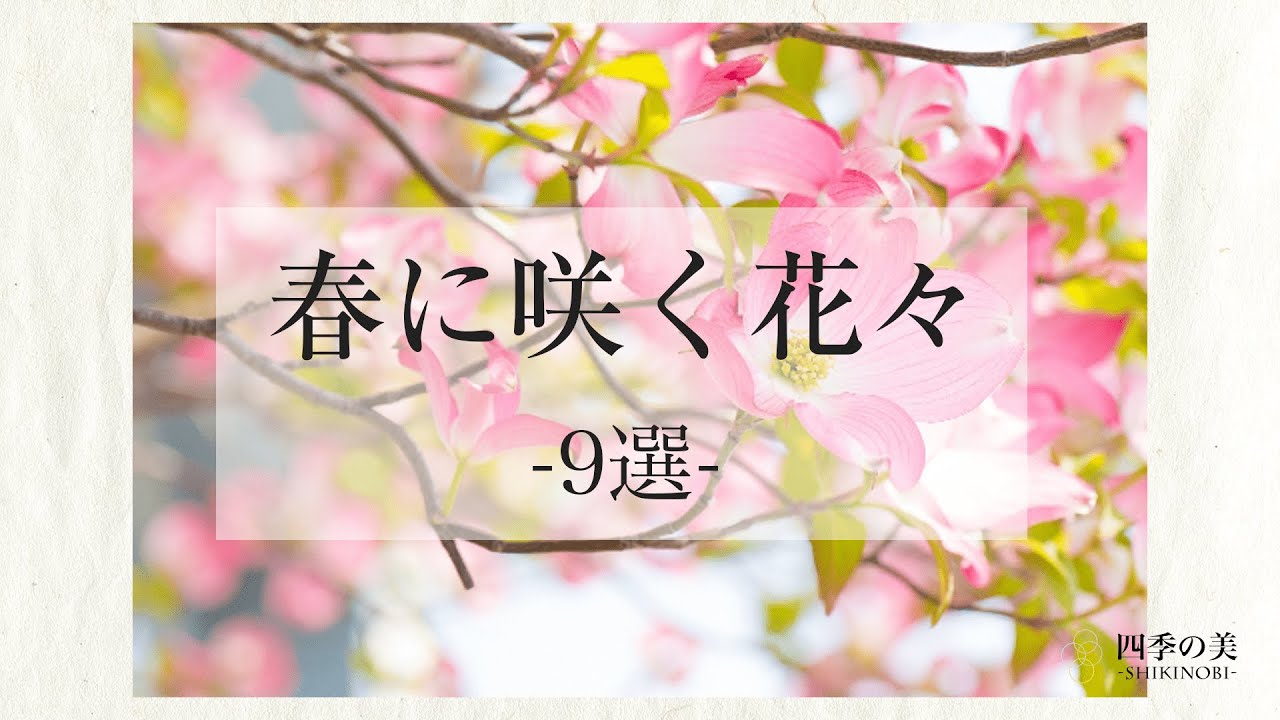 春に咲く花々9選｜季節の花