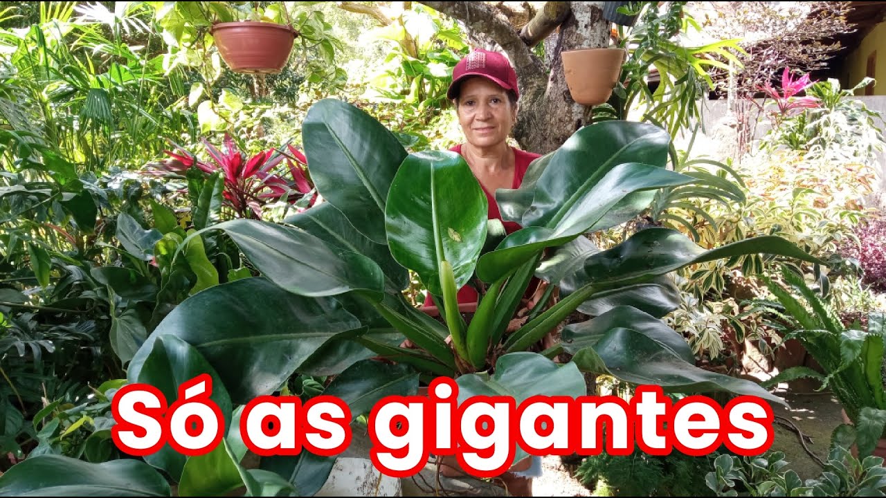 Vamos entrar dentro da minha matinha pra cuidar das minhas plantas gigantes 😍