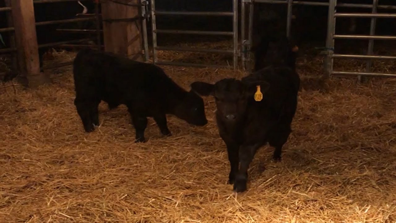 Feisty Calves At Hidden Pines Cattle