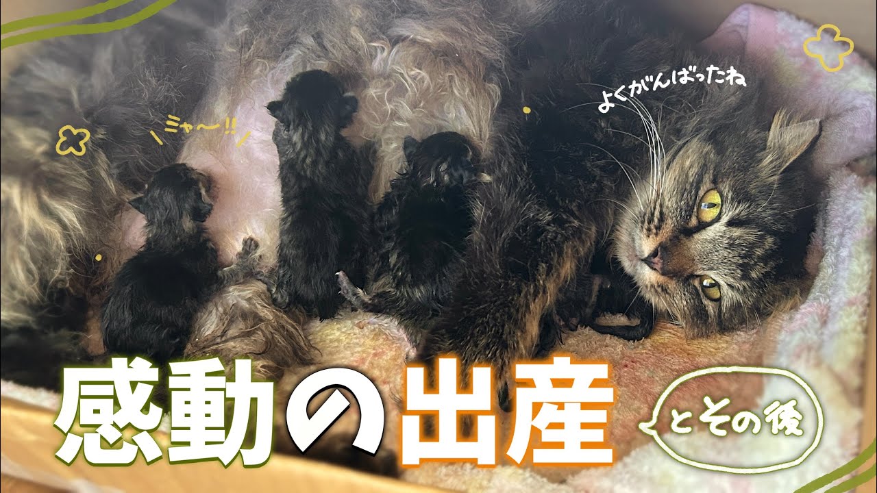 【出産の瞬間】 妊婦保護猫ちゃんがついに出産&hellip;！💐胸を打たれる瞬間に涙が出てしまいました。 【保護猫活動】