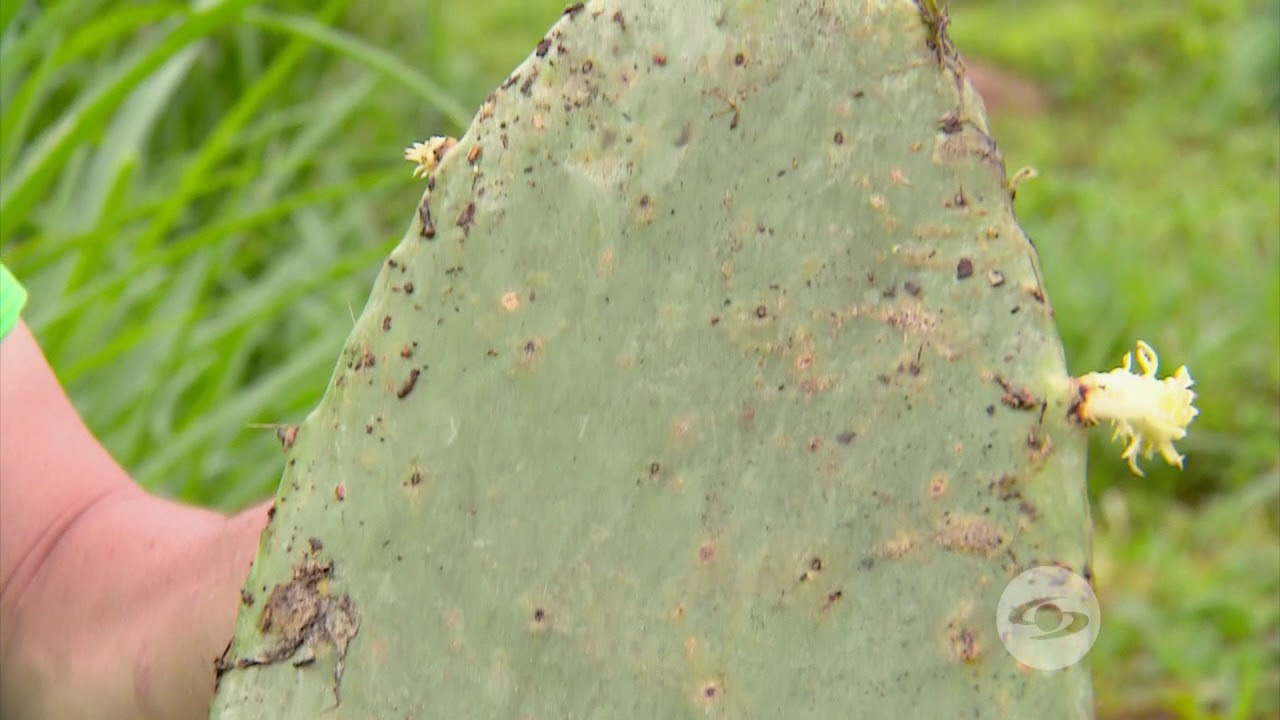 Paso a paso en el establecimiento del nopal | La Finca de Hoy