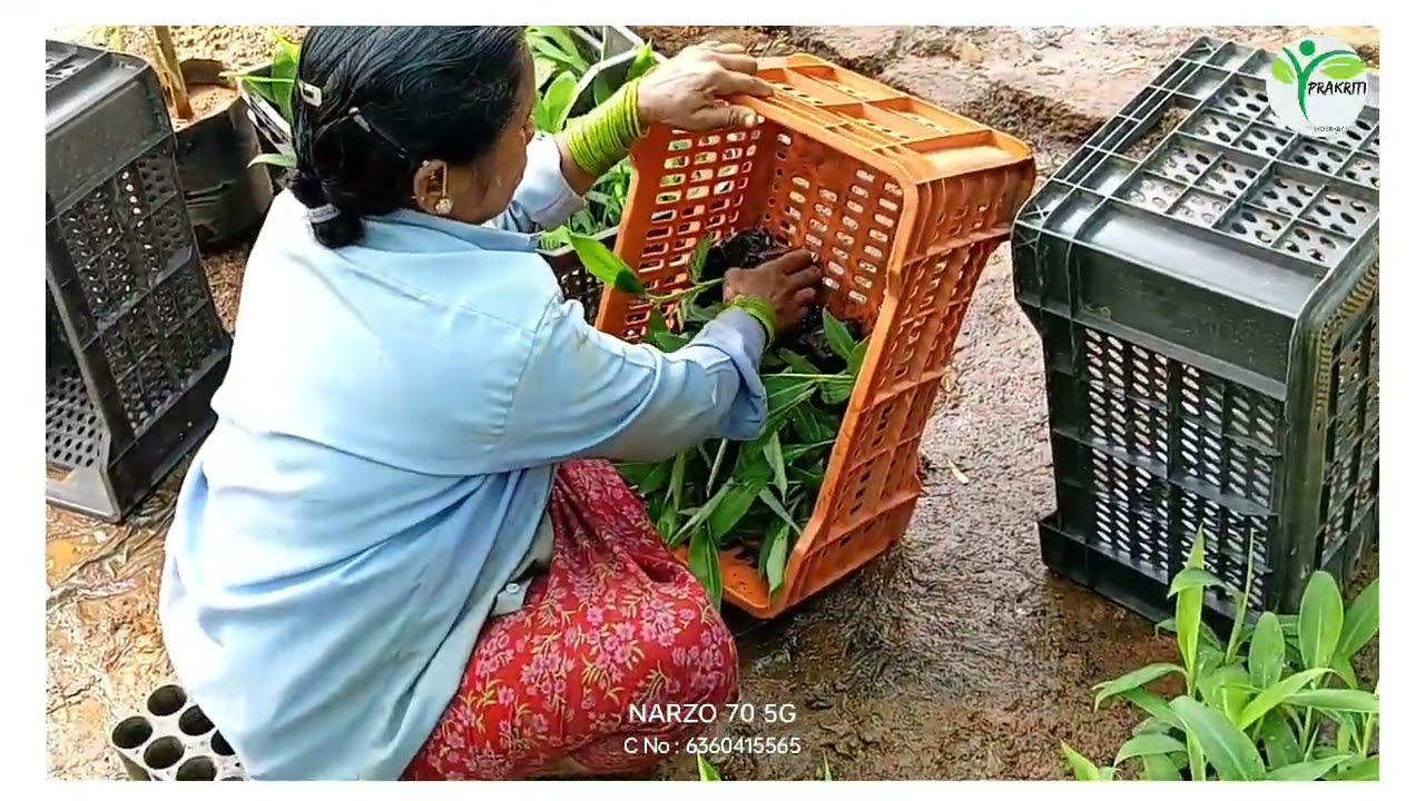🌿ಬಾಳೆ ಸಸಿ ಲೋಡಿಂಗ ✨ಹಿರೇಕೆರೂರು,🌵 ಚನ್ನಗಿರಿ, 💫ಚಿತ್ರದುರ್ಗ, ☘️ತುಮಕೂರು 🍀