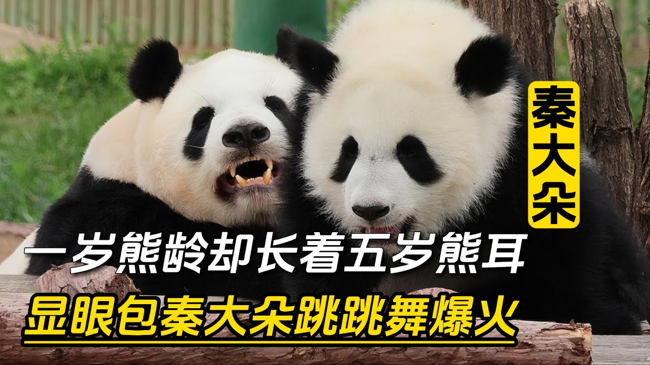 『秦大朵』一岁熊龄却长着五岁熊耳，显眼包秦大朵在跳跳舞的路上越走越远