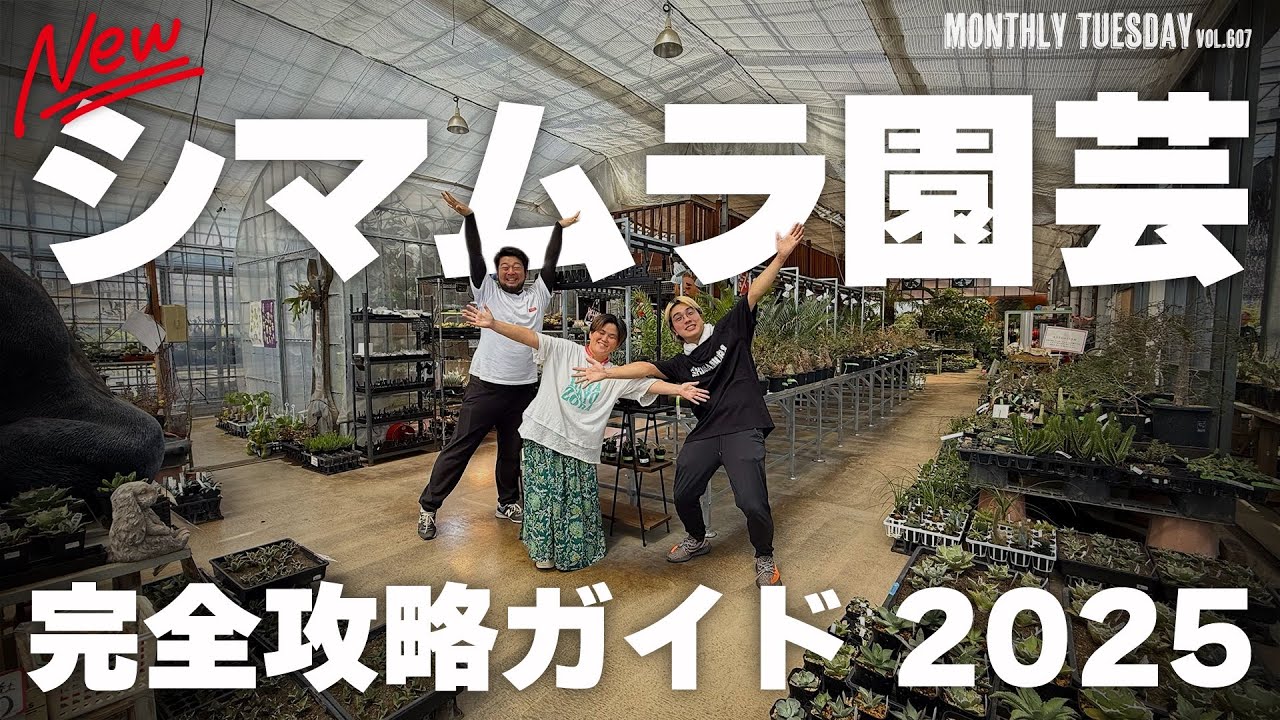 【埼玉園芸店巡り】今年もやります！アガベ、塊根植物、ビカクシダ、サボテン、エケベリア、観葉植物、多肉植物。全てが揃う埼玉一の園芸店、シマムラ園芸完全攻略ガイド2025！