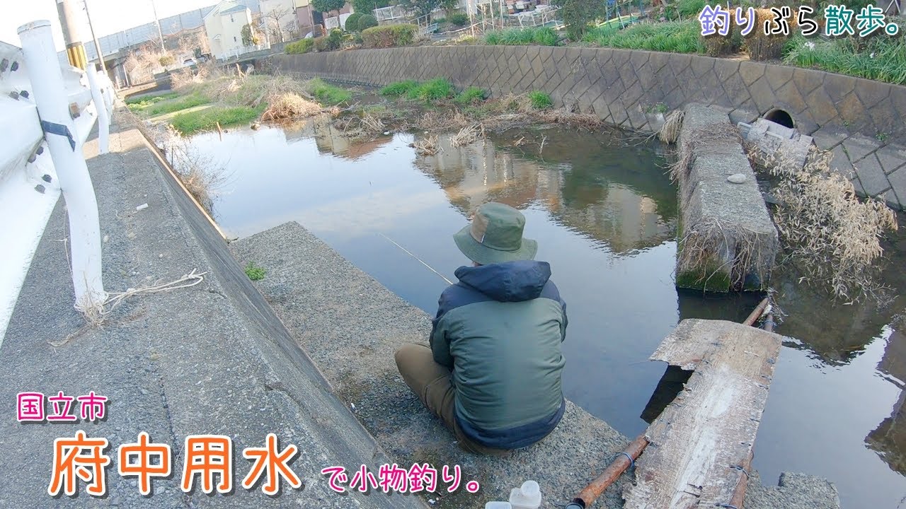 面白すぎるー！街中で色々と釣れる用水路！   国立市 府中用水で小物釣り。