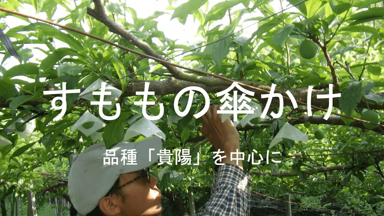 すももの傘かけ 品種「貴陽」を中心に