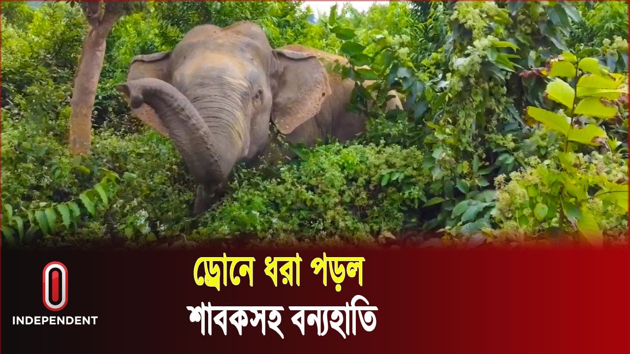 রাঙ্গামাটির বনে মিলল শাবকসহ বন্যহাতি | Elephant | Rangamati | Independent TV