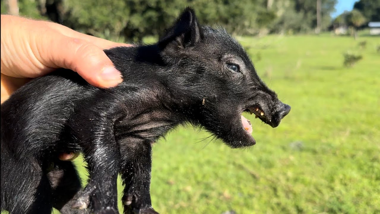 WILD HOG Turned Pet! From Wild to TAME in 6 Months - *Hand-Caught* Feral Pig