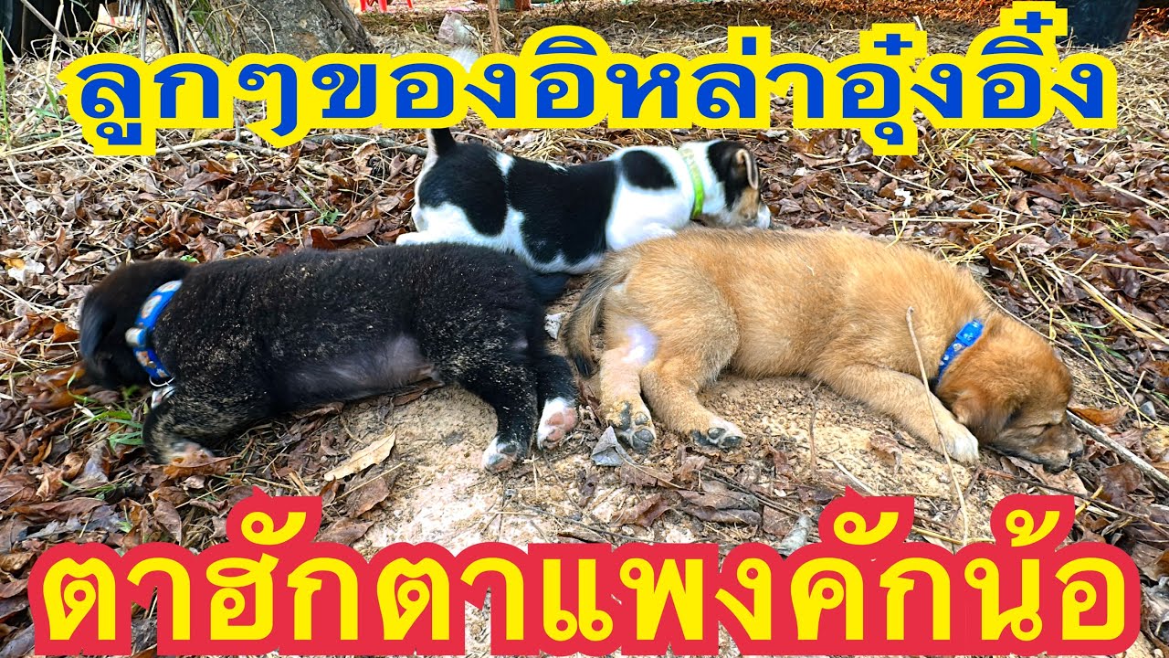 พร้อมออกเดินทางแล้วลูกๆของอิหล่าอุ๋งอิ๋ง ฮู้จักความคักเด็กๆทั้ง3 ตาฮักตาแพงคัก #อุ๋งอิ๋งเพชรบ้านแพง