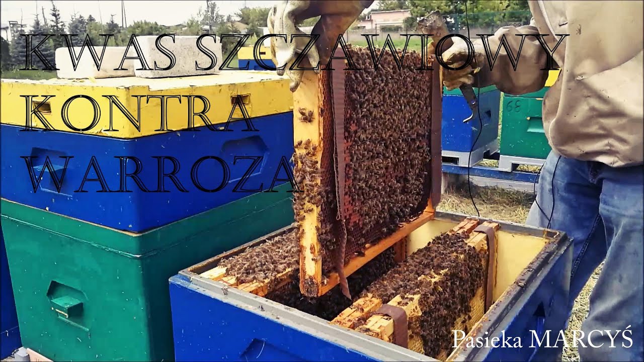 Paski z kwasem szczawiowym na warrozę. Pasieka MARCYŚ 2020.