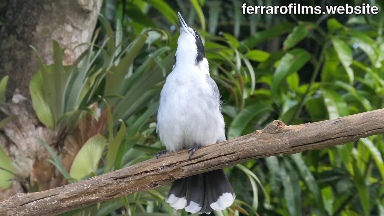 Grey Butcherbird, The Great Singer
