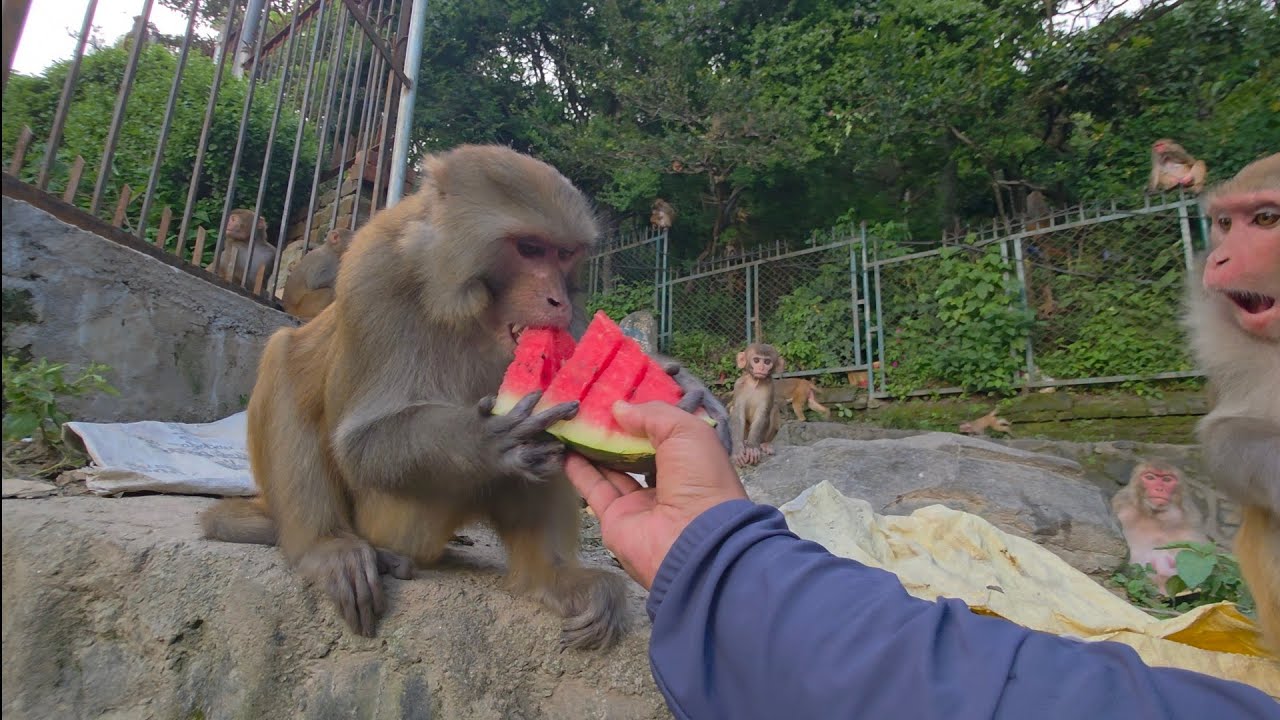Today we made the monkeys happy by giving them biscuits, mangoes, and watermelon