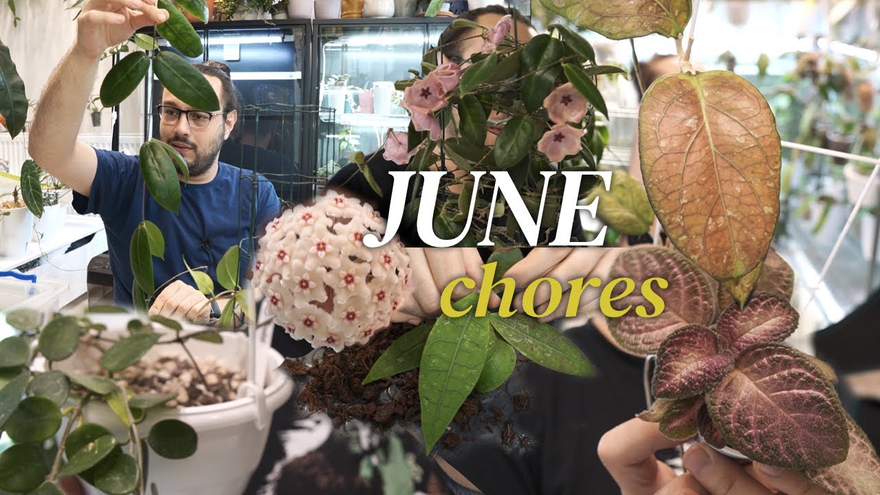 join me while I plan my June plant chores| propagating plants, organizing, pest treatment
