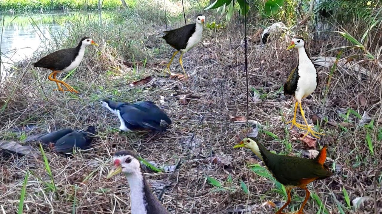 Excellent bird hunting trap | How to hunt birds | How to catch birds | How to hunt birds | Birds |
