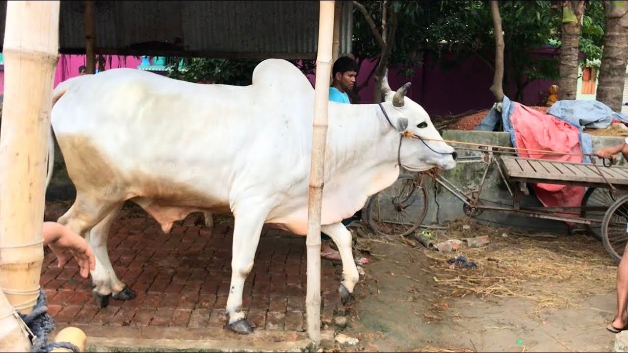 Giant Sized Bolod | Qurbani Collection | Memories from 2018 | Puran Dhaka Delivery |Goru Spotter BD