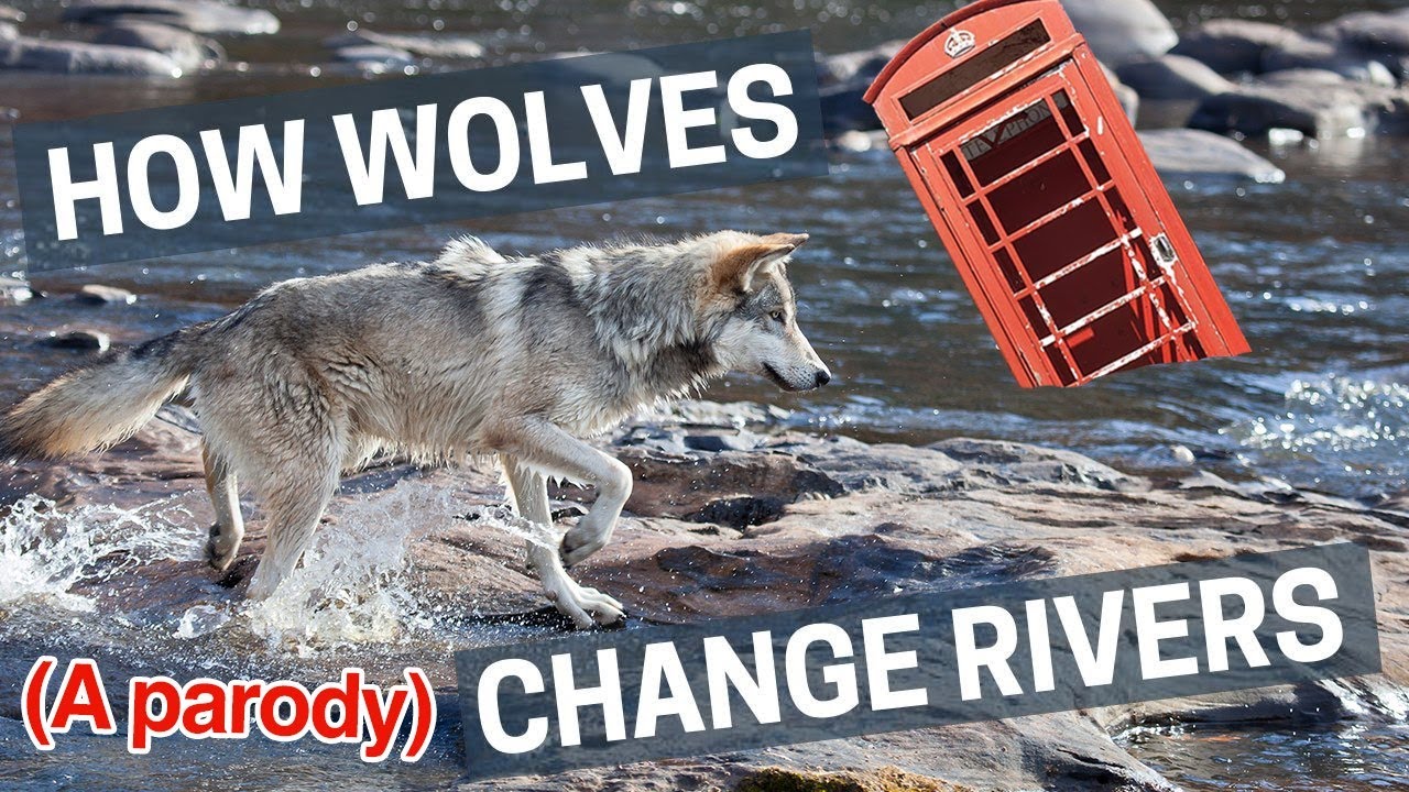 How Wolves Change Rivers (A Parody)