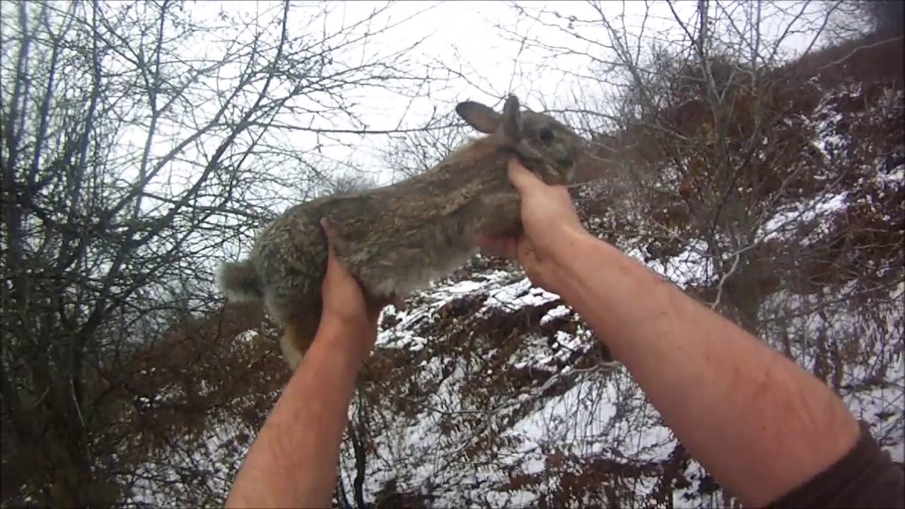 First rabbit hunt of 2018 